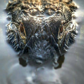 Aligator